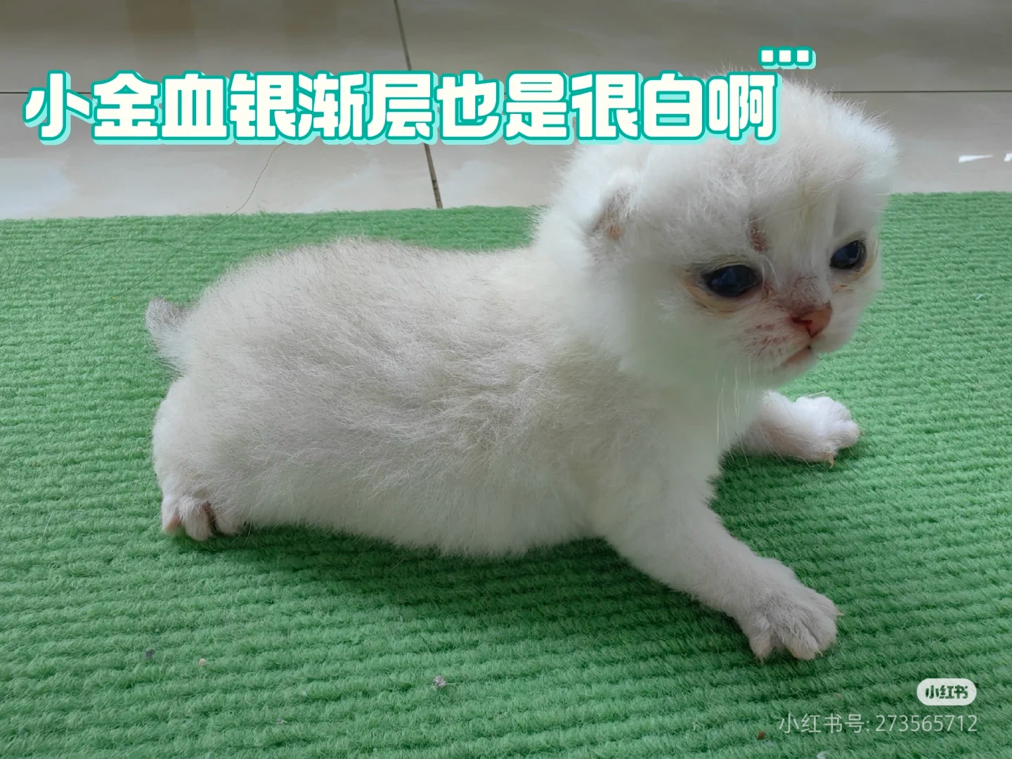 银渐层，金虎斑